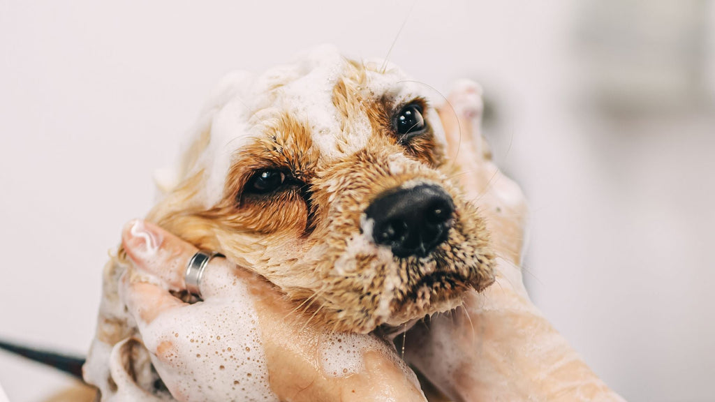 Using Bulk Castile Soap for Pet Care: Safe and Effective Solutions