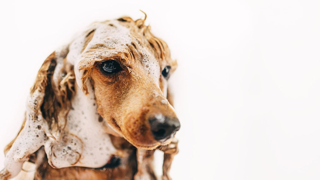 Using Castile Soap in Bulk for Pet Hygiene: Safe and Natural Solutions